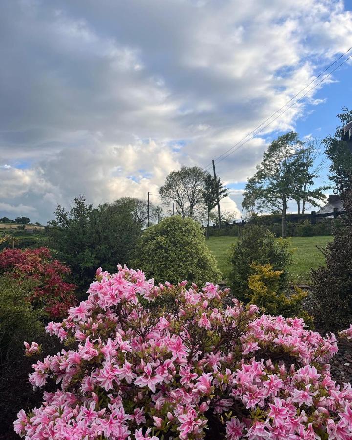 Dans Wee Cottage Slieve Croob Dromara Castlewellan Newcastle 외부 사진